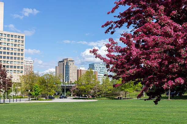 istock City park in downtown Ottawa in spring. Cityscape with blooming tree 2216598763
