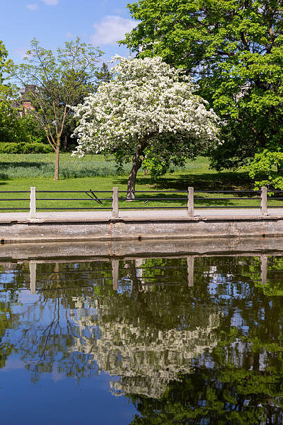 istock Blooming tree along Rideau Canal in Ottawa, Canada in spring. Public park in springtime 2216598767
