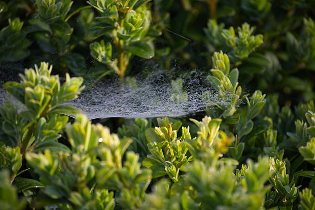 A delicate spiderweb glistens amongst lush, green leaves, capturing the essence of nature's intricate beauty. Sunlight illuminates the dew drops.