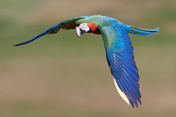 istock Blue and Green Macaw Flying 2216599719
