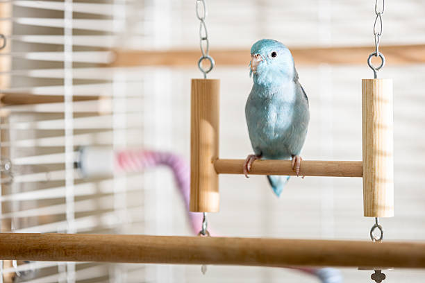 istock Little Blue Forpus parrot perched on a wooden swing,cute small parrot calmly perched inside a bright indoor birdcage,tropical pet,animal at home,feathered friend,adorable bird,lifestyle pet 2216600770