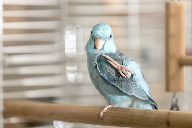 Blue parrotlet raising foot while perched on a wooden bar in home birdcage,Tiny Forpus Parrot scratching itch in the head with one foot,Natural self-care behavior of a pet bird,animal pet lifestyle