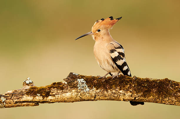 istock Eurasian Hoopoe or Common hoopoe (Upupa epops) 2216600861