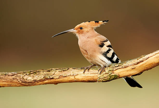 istock Eurasian Hoopoe or Common hoopoe (Upupa epops) 2216601288