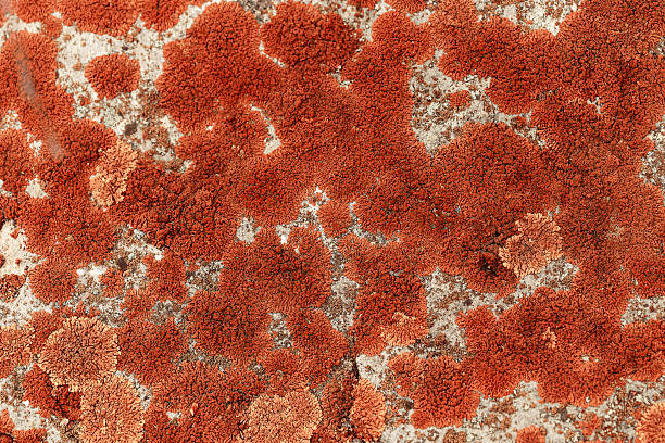 istock Lichens and mosses in various shapes, forms and textures on surface of rocks as natural environment pattern or textured background, top view colorful nature pattern, biological aesthetic 2216601510