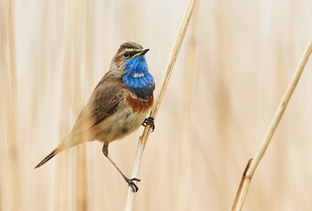 istock Bluethroat bird sitting on the reed (Luscinia svecica) 2216601532