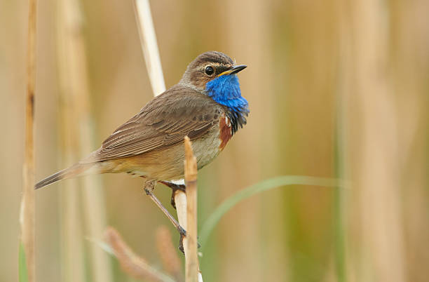 istock Bluethroat bird sitting on the reed (Luscinia svecica) 2216601533
