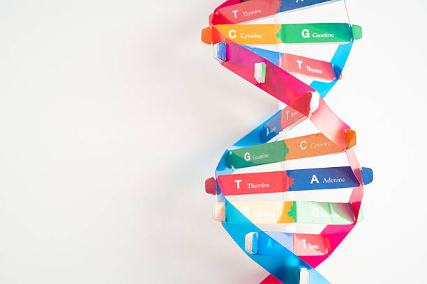 istock DNA or Deoxyribonucleic acid is a double helix chains structure formed by base pairs attached to a sugar phosphate backbone. 2216601825