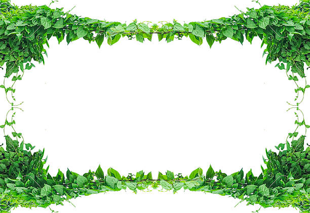 green leaves frame on transparent background, green grass frame, green grass border, Abstract green grass texture mosaic map illustration of Ireland, hanging green plants