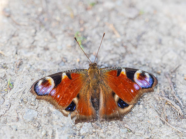 istock Peacock butterfly on the ground among the grass 2216602884