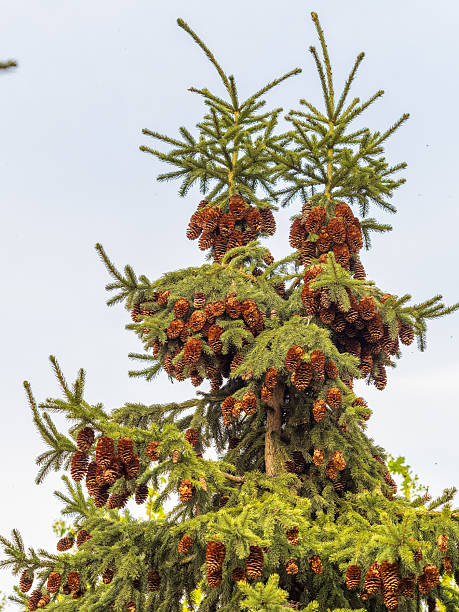 istock Fresh fir branches with green needles and brown cones. 2216602896