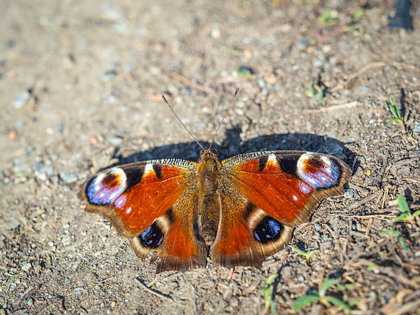European peacock butterfly resting on a rusty window frame in an old industrial building