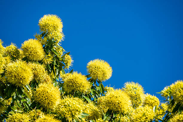 Massive acacia blooms on the NSW coast.