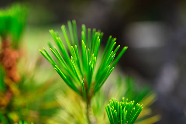 Extreme close-up of Japanese Pine tree in springtime with shallow depth of field.