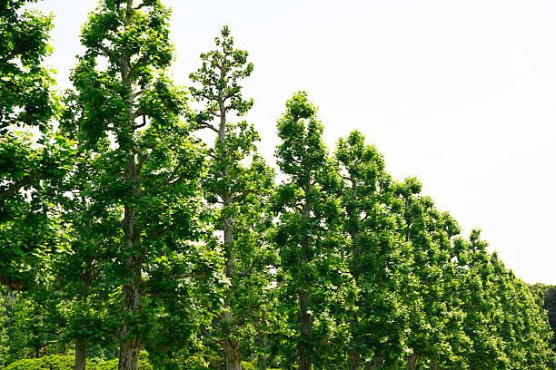 Row of Platanus acerifolia tree in springtime.