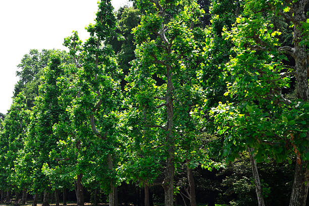 Row of Platanus acerifolia tree in springtime.
