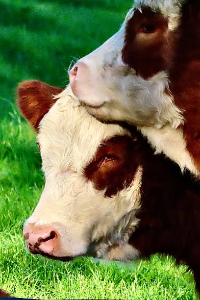 istock A Hereford Cow resting her chin on another Hereford Cows forehead as they standing together relaxing in Cornwall Park in Auckland 2216604002