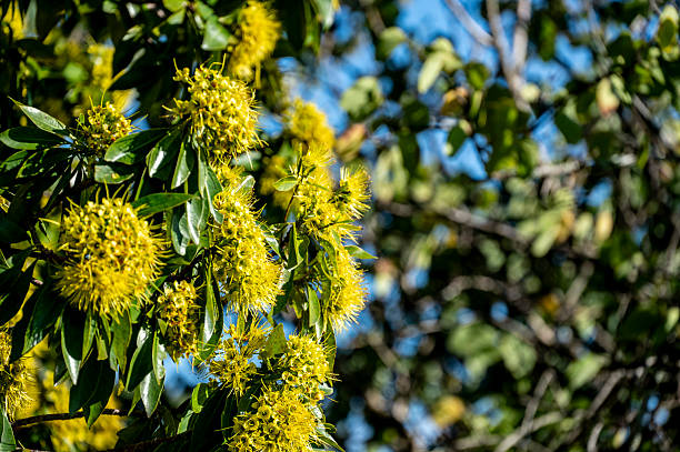 Massive acacia blooms on the NSW coast.