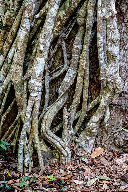 Entwined roots of an ancient fig tree, North Coast NSW.