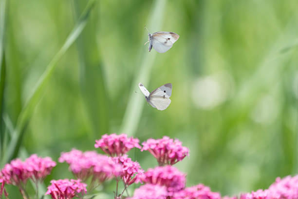 Background material with a flying insect motif