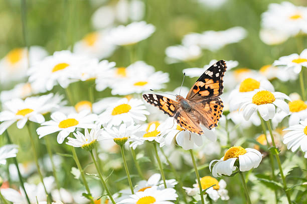 istock North Pole flowers and flying Painted Lady 2216607301