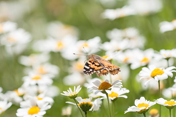 A yellow flower with butterfly