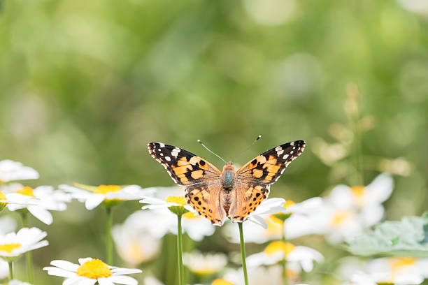 istock North Pole flowers and flying Painted Lady 2216607307