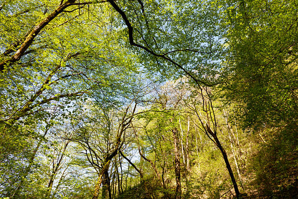 A lush green forest with tall trees and a clear blue sky. The sunlight is shining through the leaves, creating a serene and peaceful atmosphere. The trees are spread out in various directions