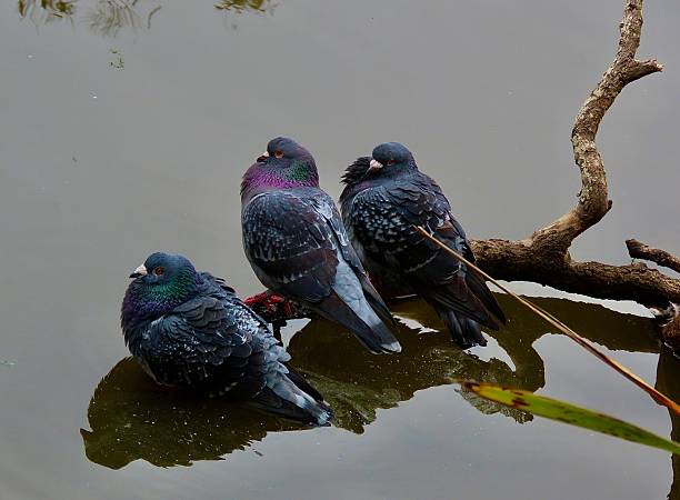 Three Pigeons with two having their feathers puffed up to keep warm, perching on a tree branch together over a pond in a Wildlife Reserve in Auckland