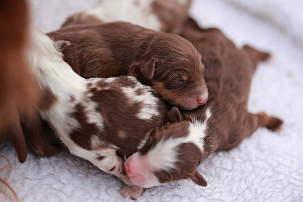 istock A group of puppies are sleeping on a white blanket 2216610131