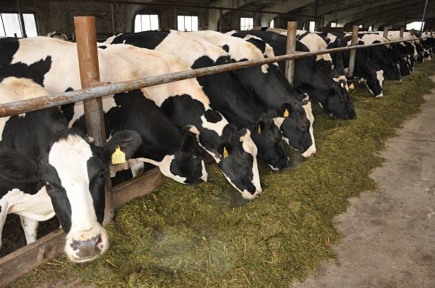 Large Beige and White Cows Laying Down at Cattle Farm