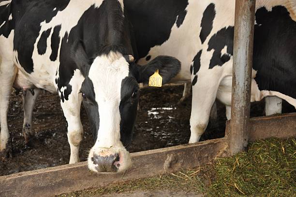 istock Holstein cows in barn stall display classic black and white markings 2216611071