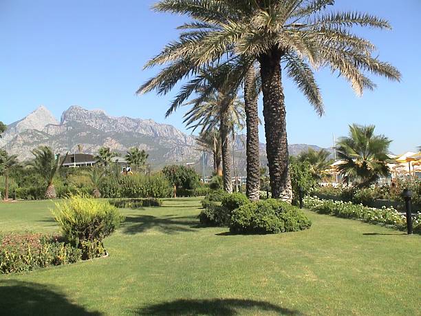 istock Scenic landscape with palm trees and mountain view on a sunny day 2216611218