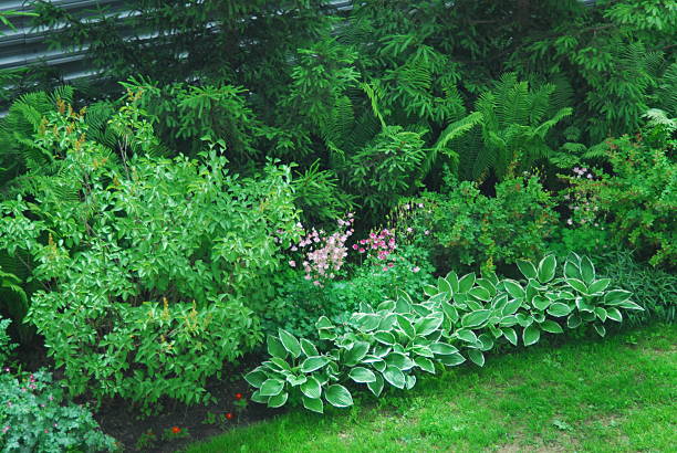 istock Lush garden with green foliage and diverse plants 2216612771