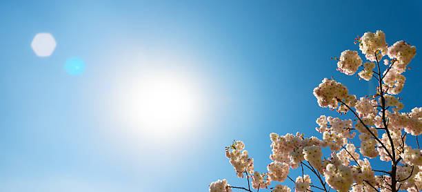 istock White cherry blossom branches reach into a bright sunlit sky, creating a radiant spring scene with natural lens flare. 2216617560