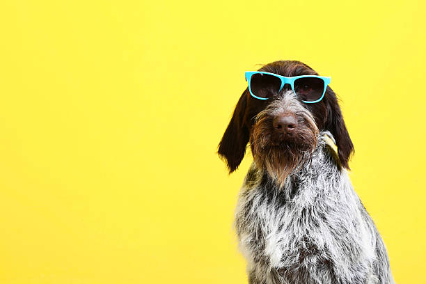 istock German pointer dog with sunglasses on yellow background 2216617846