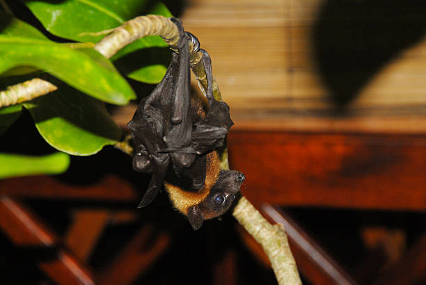 istock Fruit bat hanging upside down on tree branch in tropical environment 2216619348