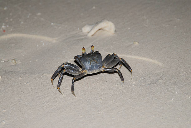 istock Dark crab crawling on sandy beach at night 2216619376
