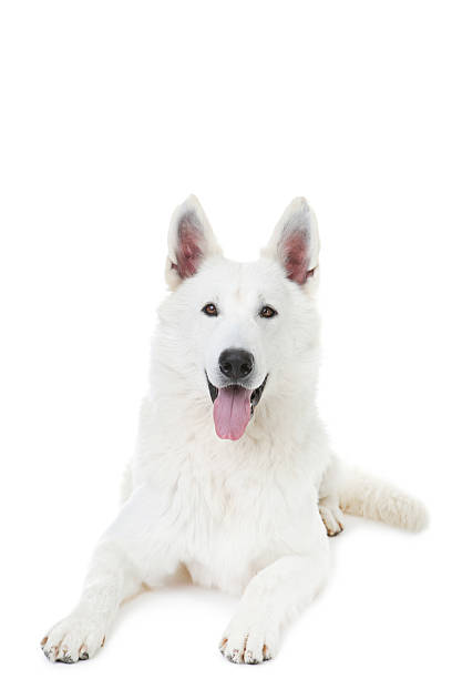 istock Swiss shepherd dog lying on white background 2216619475