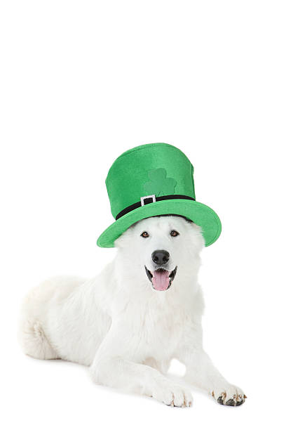 istock Swiss shepherd dog with green hat on white background 2216619760