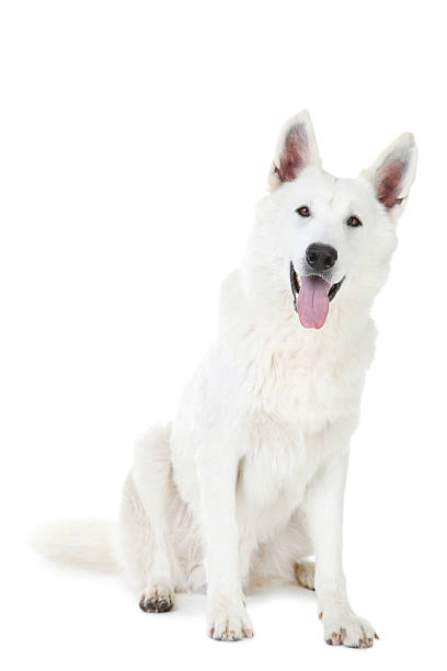 istock Swiss shepherd dog isolated on white background 2216620968