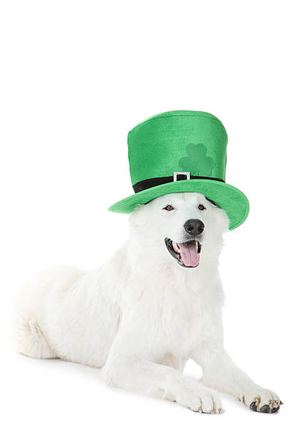 istock Swiss shepherd dog with green hat on white background 2216620993