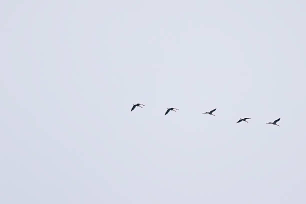 istock five  eurasian cranes from the distance flying from left to right, five eurasian cranes heading south, eurasian cranes flying away, gray background, Grus grus 2216622507