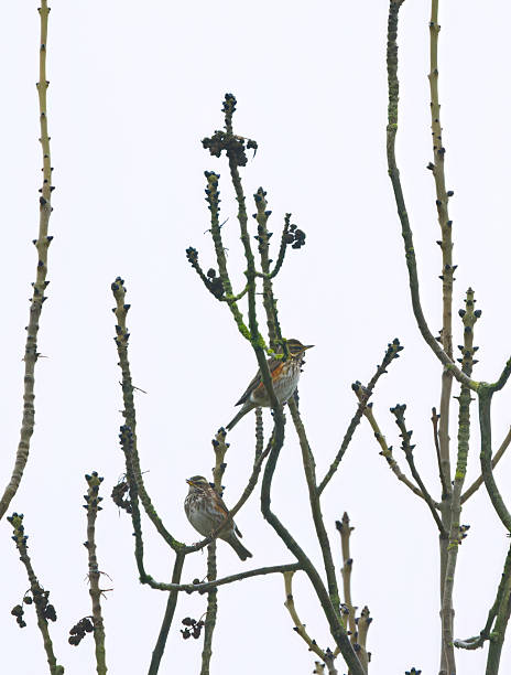 two redwing thrushes on a bare tree in autumn, two beautifully chirping songbirds on a tree, redwing thrushes on a leafless tree, songbirds high up in the tree vertically, Turdus iliacus on edge