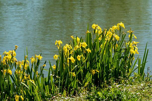 Yellow flag irises growing on the shore of a pond in springtime, creating a vibrant display of color