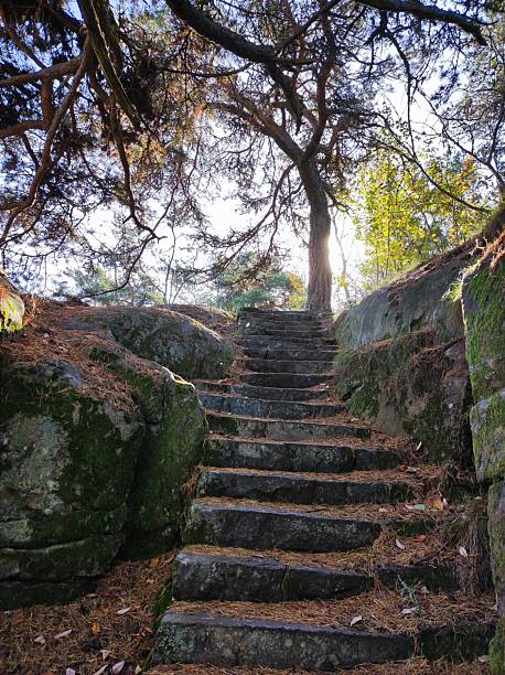 Stone stairs up the mountain, steps overgrown with moss, white sky, old pine tree, northern nature, seashore, rocks