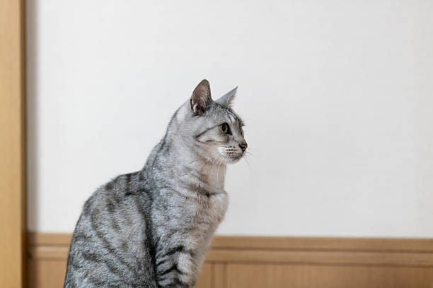 istock Cute cat sitting indoors 2216624062