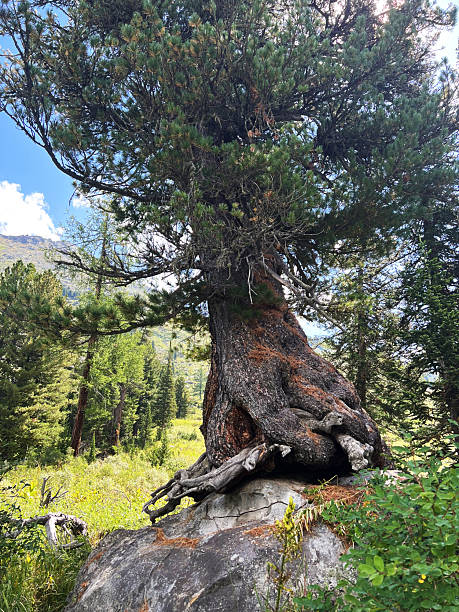 istock Majestic pine tree with expansive roots on rock in a lush forest on a sunny day 2216624467