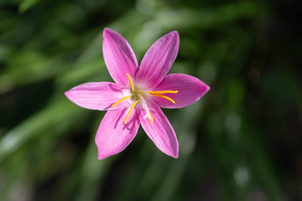 Pink flowers photographed with a macro lens