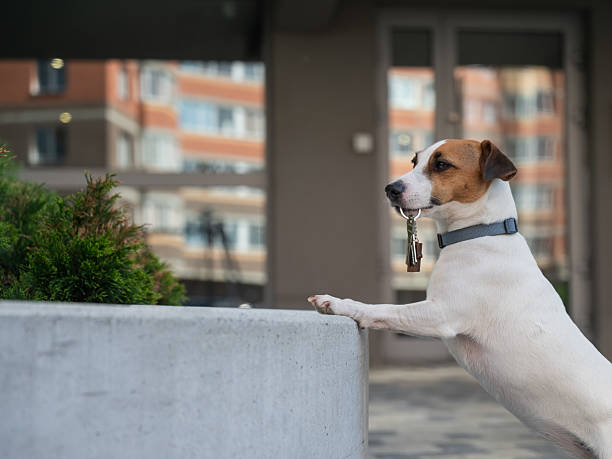 istock Jack Russell Terrier Dog Holding Apartment Keys. 2216624736